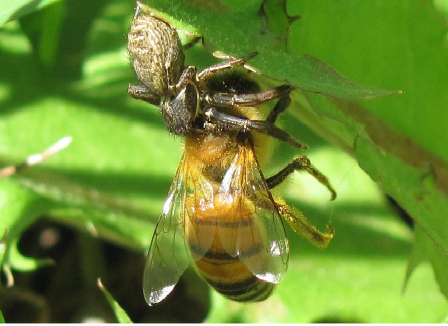 Xysticus sp.